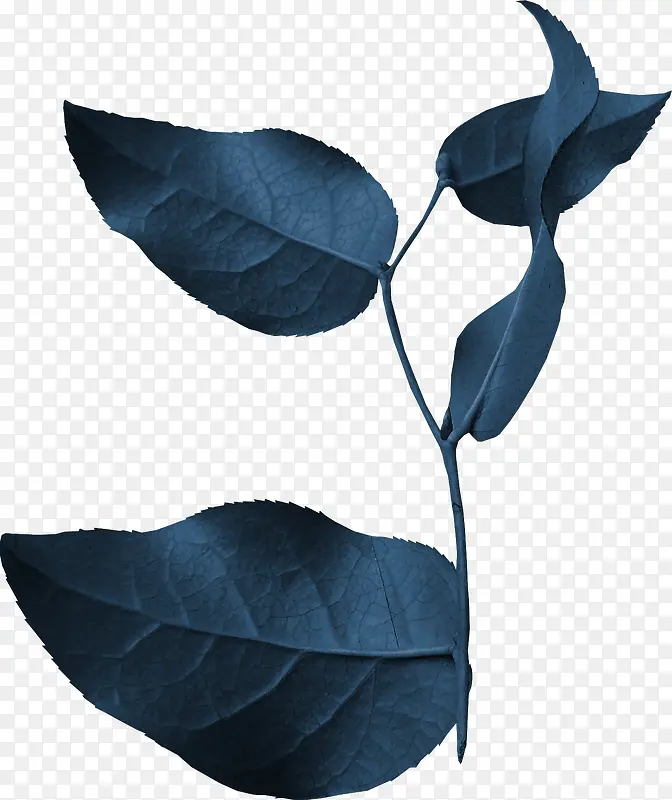 ��ɫ֦Ҷ-������