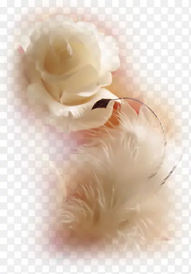 ����ֲ�ﻨ���ز�-������