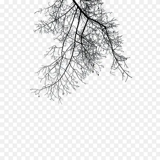 ��֦�´�Ч��-������