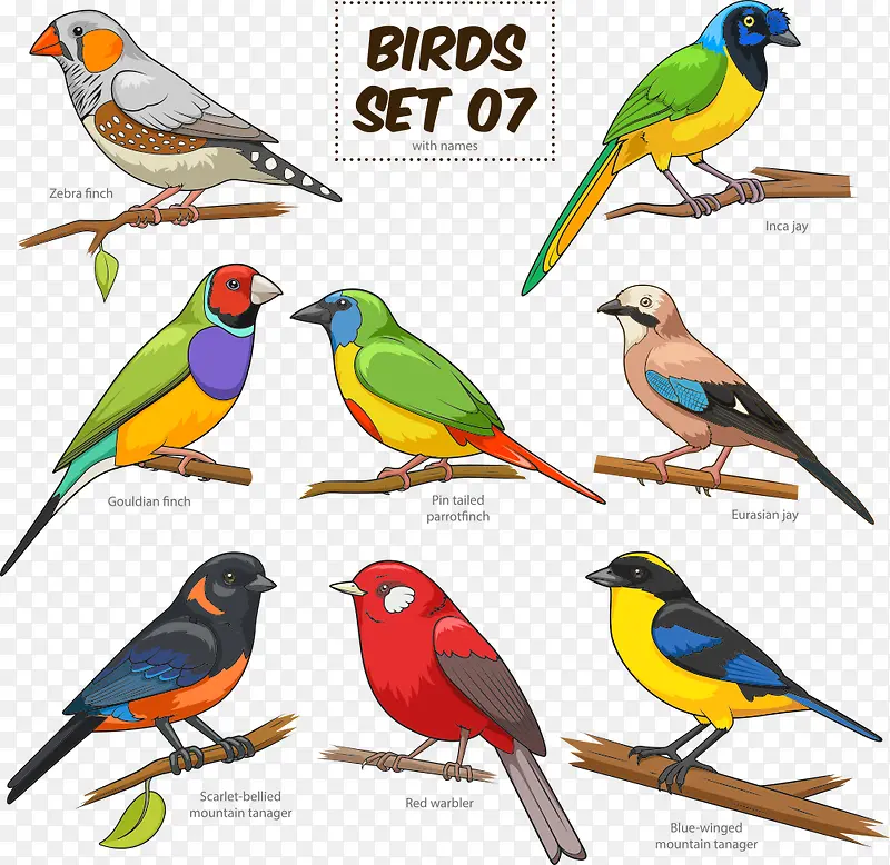 ʸ����ɫС���ز�-������