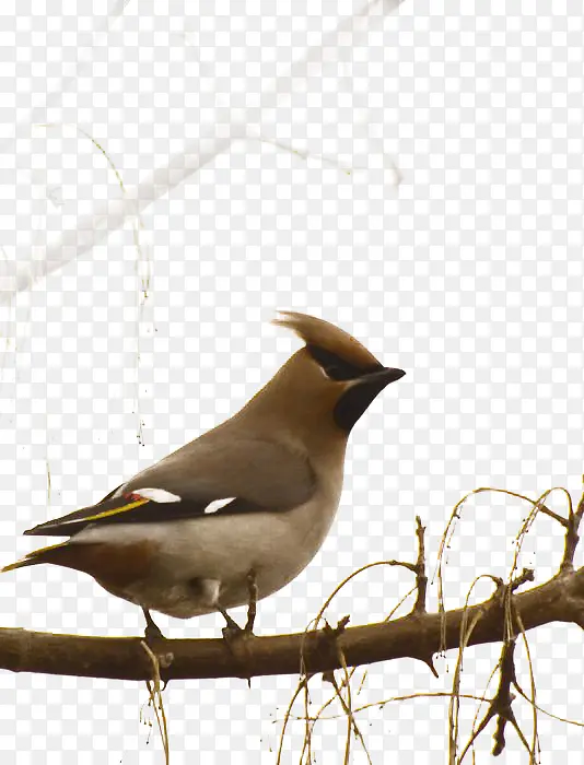 ��֦�ϵ�����ز�-������