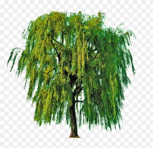 ��ɫ����-������