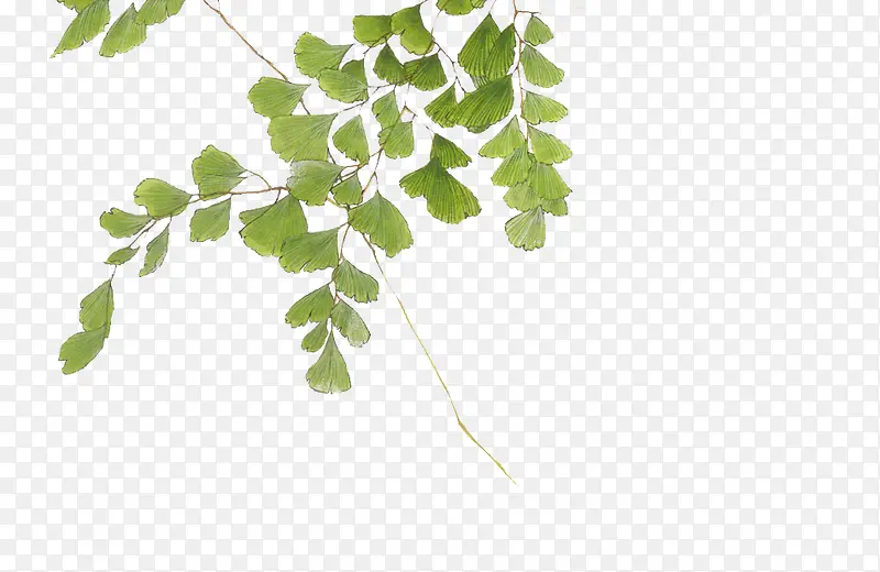 ��ɫ������֦Ҷ��-������