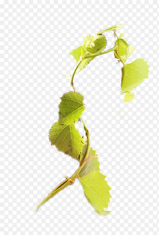 ������֦-������