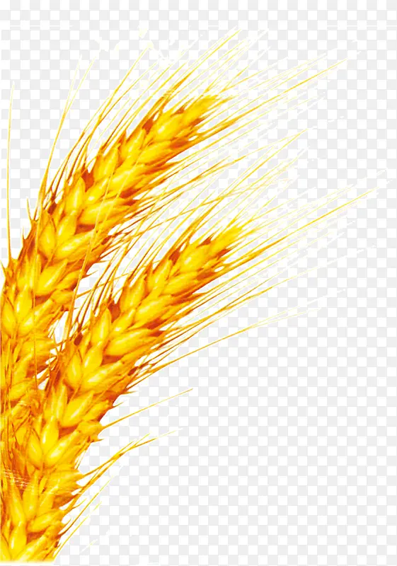 ʳ���ز�-������