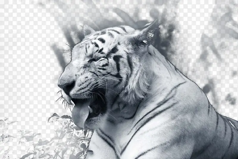 ���͵İ׻�-������