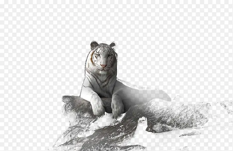 ���͵İ׻�-������