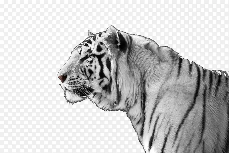 ���͵İ׻�-������