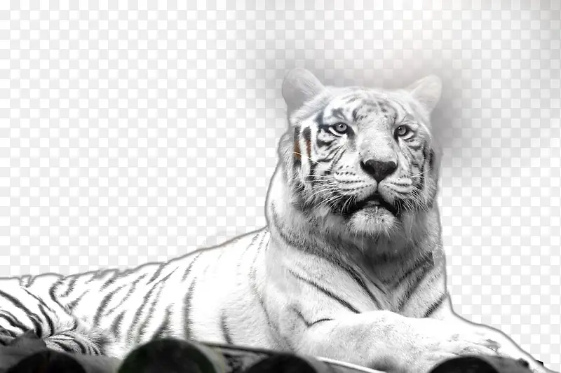 ���͵İ׻�-������