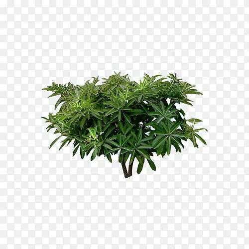 ��Ǯ��֦��-������