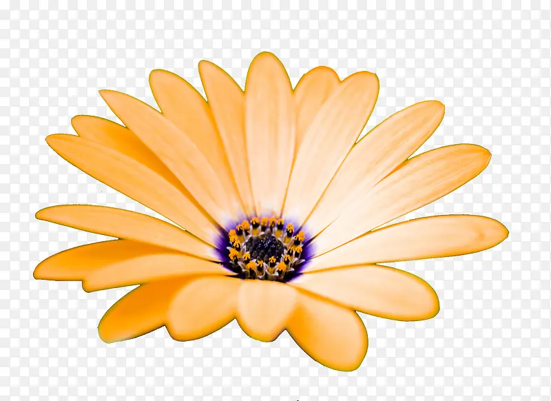 ��ɫ��̫����-������