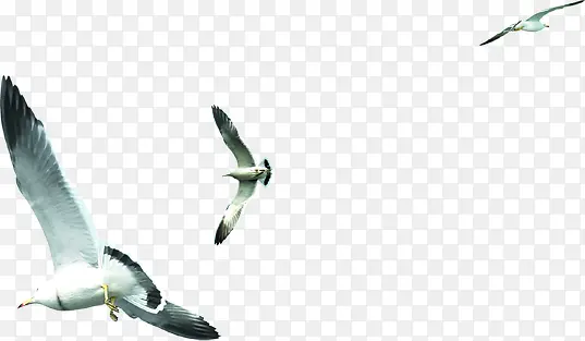 ��Ӱ�ȼ����ĺ�Ÿ-������