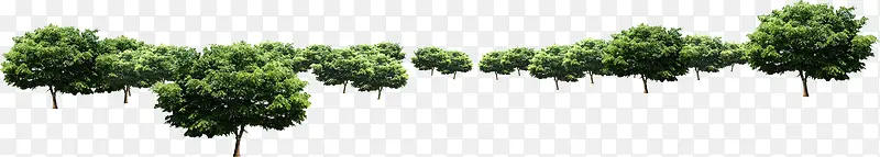 ������Ӱɭ�ֶȼ�����ľ-������