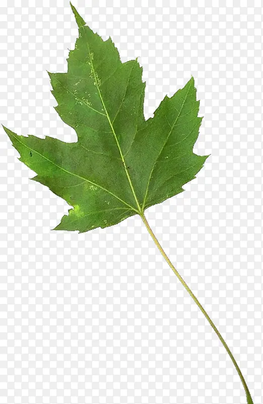 ��ɫ����ͩҶ����ز�-������