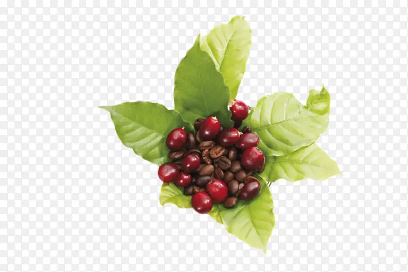 ����ɫҶ�Ӱ��ŵĿ��ȹ�ʵ��-������