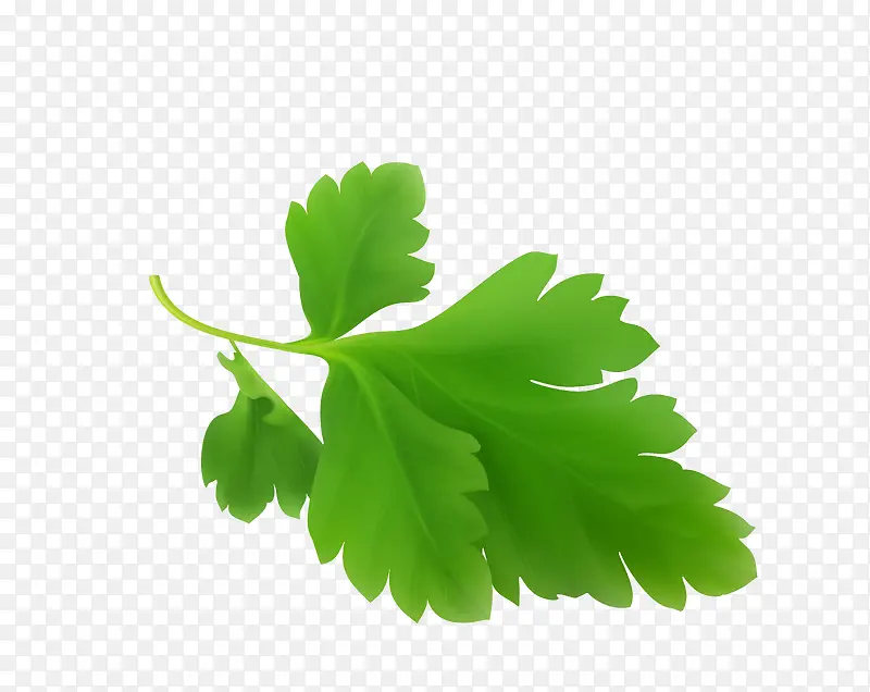 ʸ����ɫ�����߲��۲�Ҷ-������