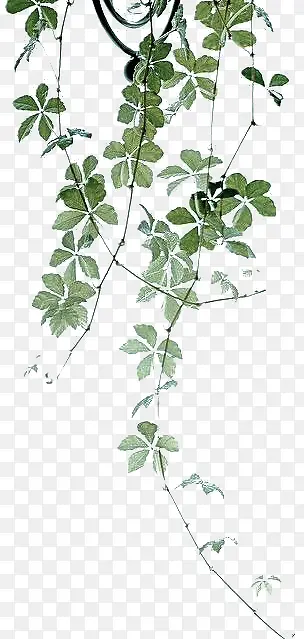 ��ɫ��֦��������-������