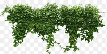 ��Ҷ-������