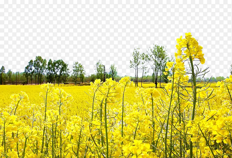 ��ͨ�ֻ��ɫ�Ͳ˻�-������