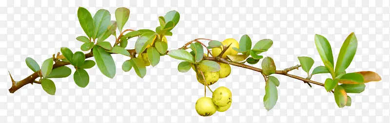 ��ɫ��֦�ϵ�С����-������