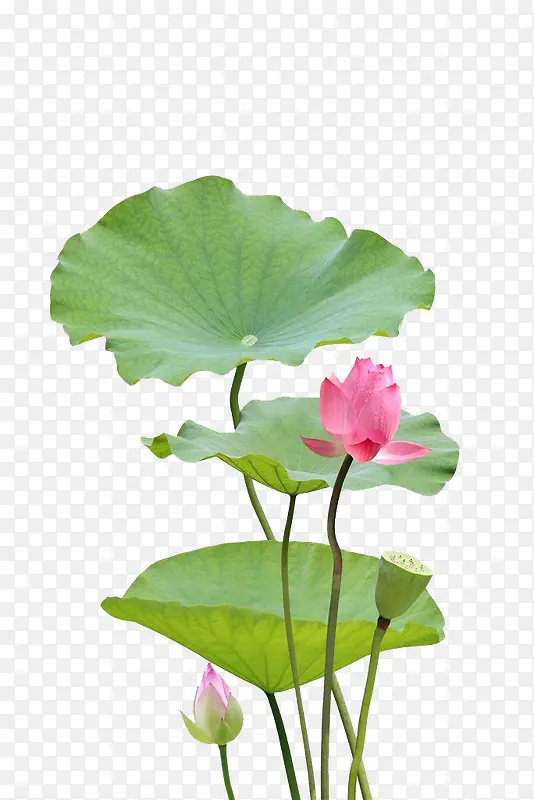 ��Ӱͼ ����-������