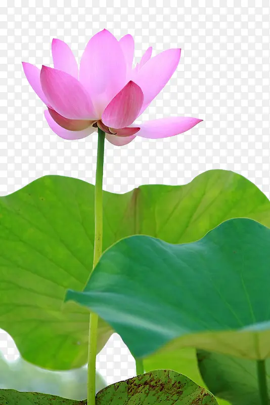 ��Ӱͼ ����-������