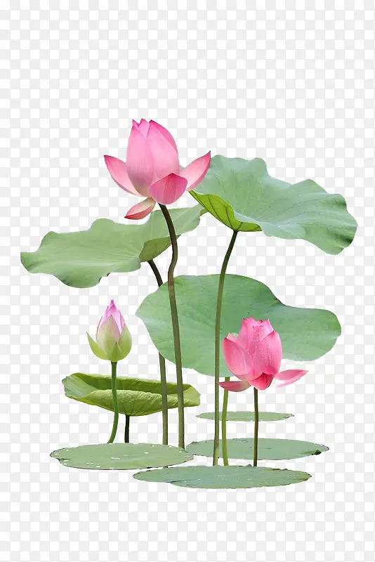 ��Ӱͼ ����-������