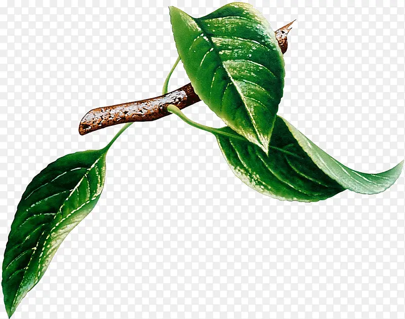 ������֦-������