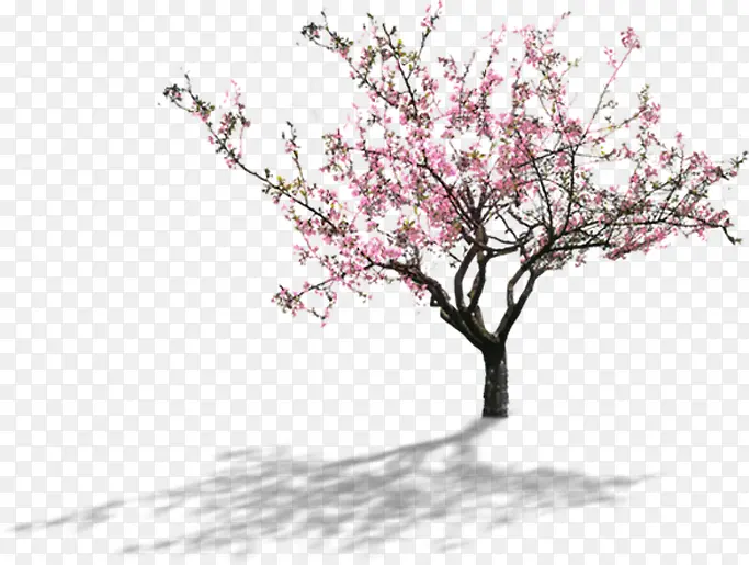 ������Ӱ���ŵ��һ�-������