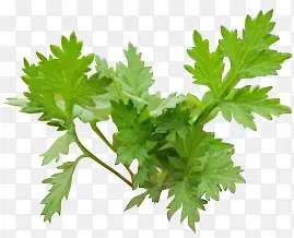 ����ڵİ���-������