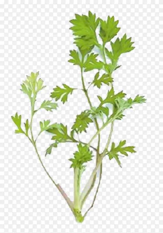 ֲ�ﰬҶ��-������