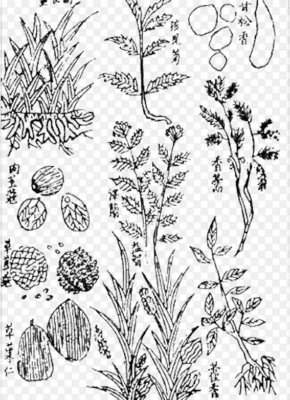 ���谬Ҷ��-������