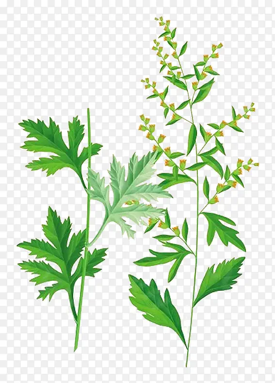 ��Ҷ�ݲ�ɫ����-������