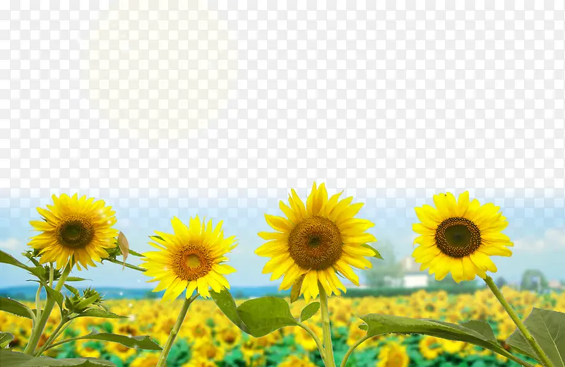 ���տ��ֲ�PSD�ز�-������