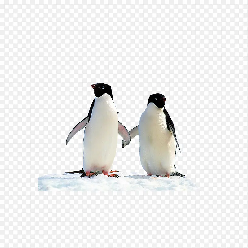 ��ɫ����ز�-������