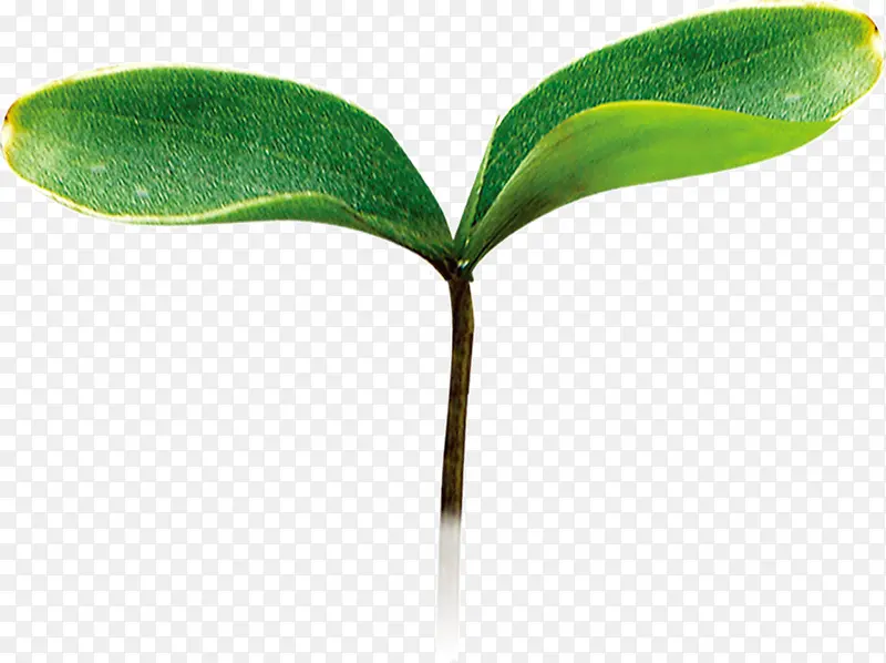 ��ɫ��С����ѿ-������