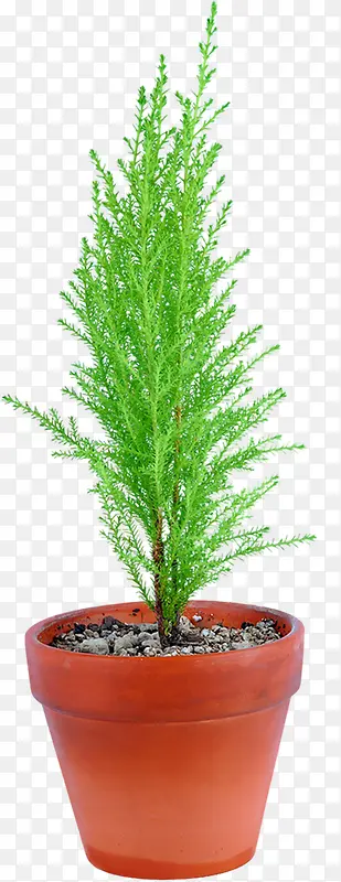 ������Ӱ��ɫ�Ĳݱ�ֲ���ľ-������