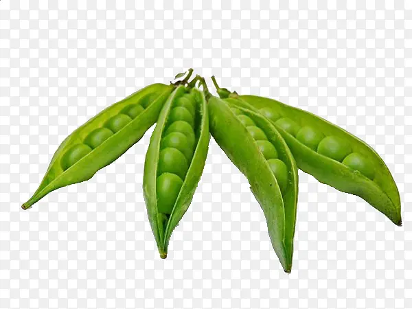 4���㶹��-������