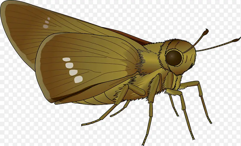 ��ɫ���Ʒɶ�ʸ���ز�-������