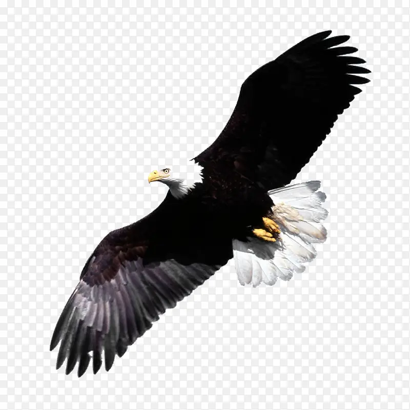 ������յ���ӥ-������