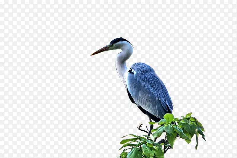 ��֦�ϵĺ���-������