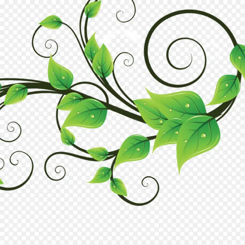 ��֦ ��Ҷ-������