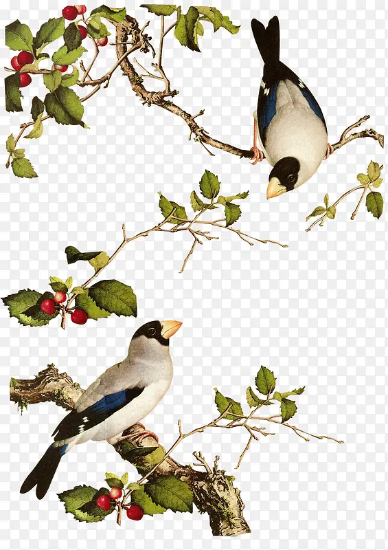 ��֦����-������