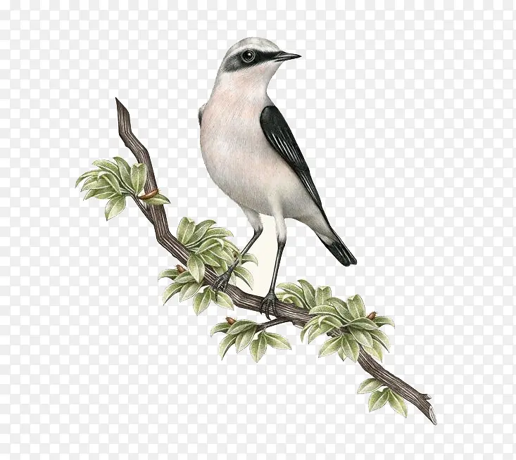 ��֦����-������