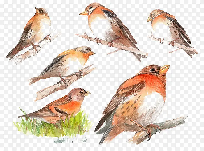 С�����֦-������