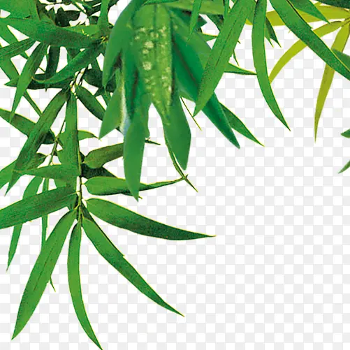 ����Ҷ���ز�ͼƬ-������