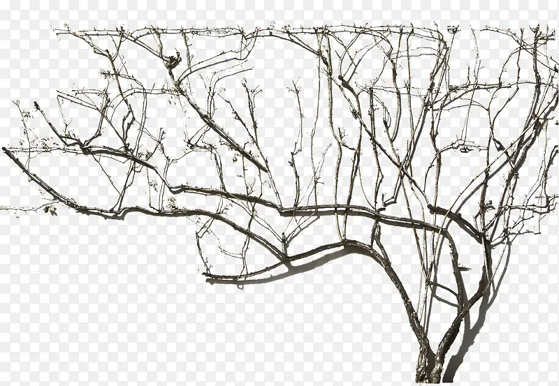 ��ľ��֦PNG�ز�06-������