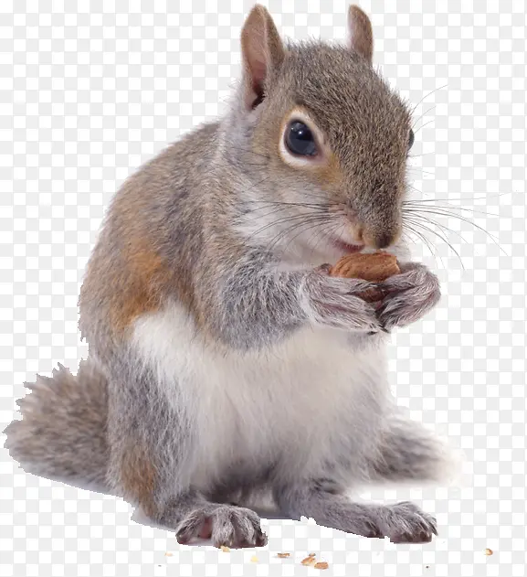 �ɰ�������-������