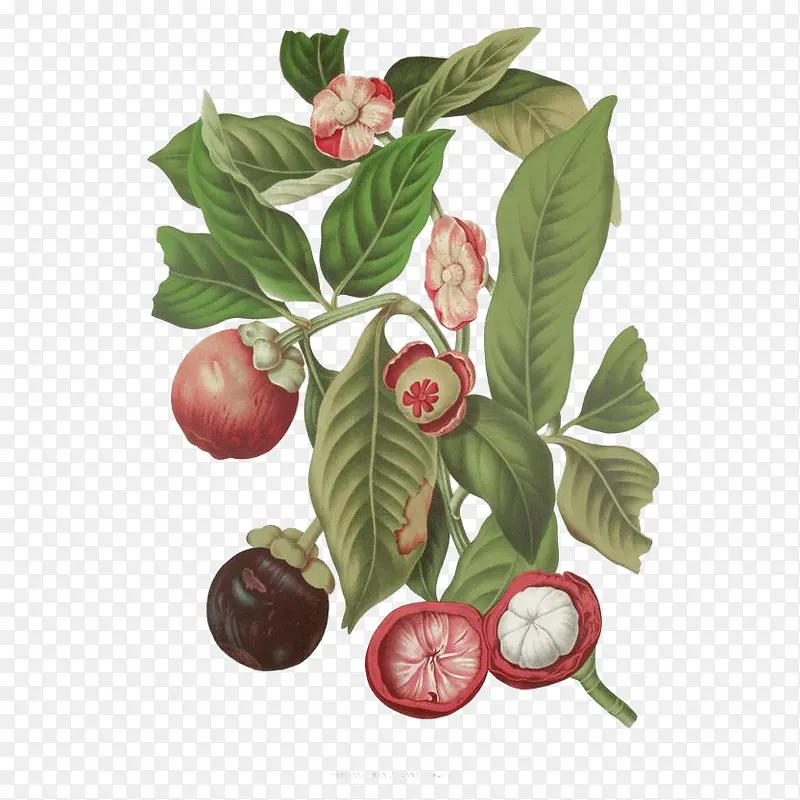 ��ͨ�ֻ�ɽ����֦-������