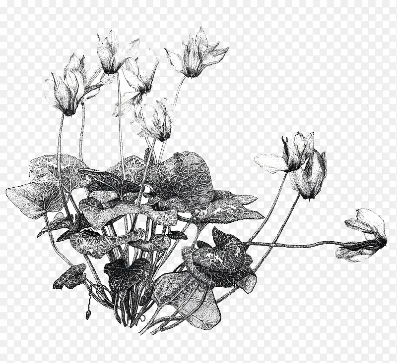 �ڰ׺ɻ��廭-������